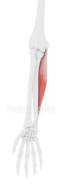 Modelo de esqueleto humano con músculo Flexor carpi ulnaris detallado, ilustración por ordenador . - foto de stock