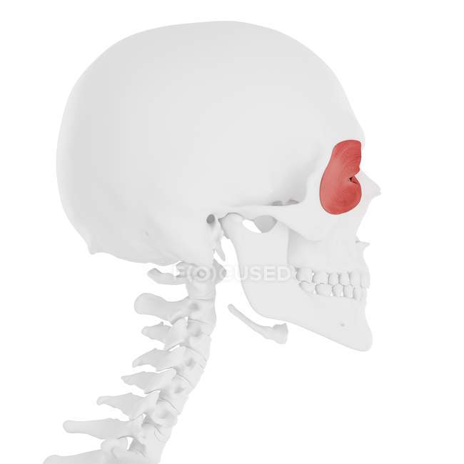 Human skeleton with red colored Orbicularis oculi muscle, digital illustration. — Stock Photo