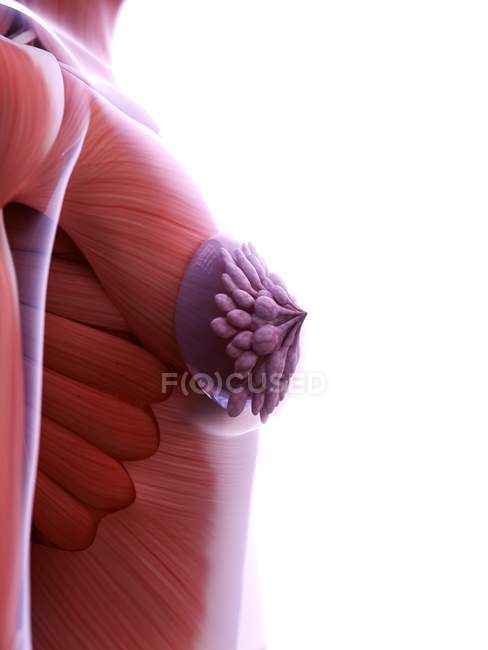 Anatomia delle protesi mammarie nel modello 3d del corpo femminile, illustrazione digitale . — Foto stock