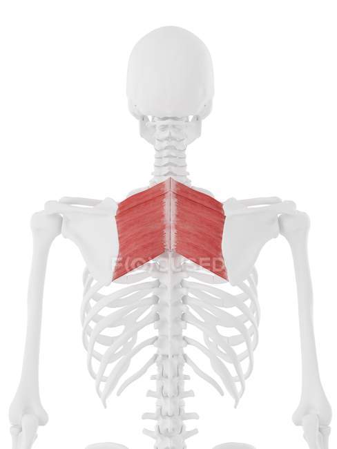 Músculos romboides em ossos das costas humanos, ilustração do computador . — Fotografia de Stock