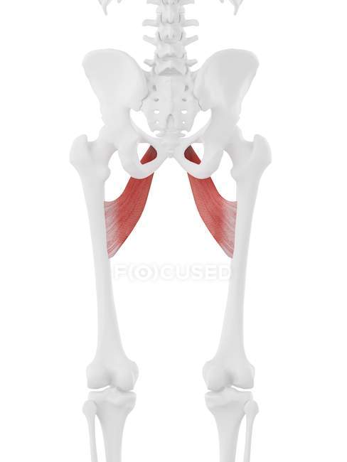 Menschliches Skelettstück mit detailliertem roten Adduktorenbrevismuskel, digitale Illustration. — Stockfoto