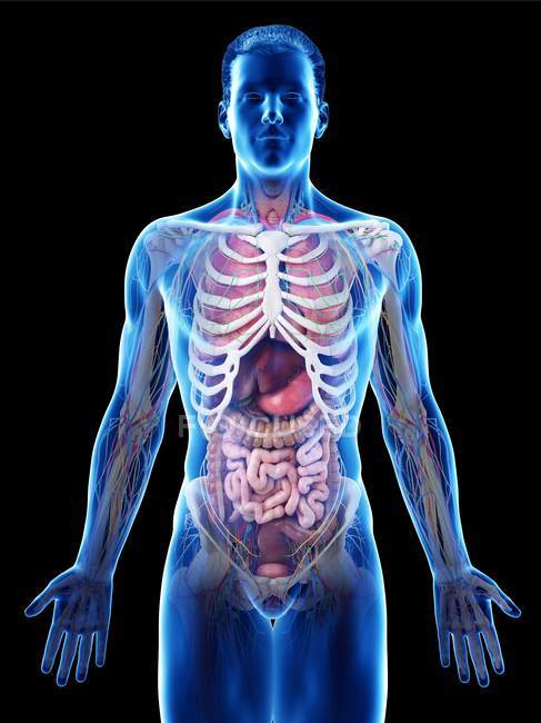 Modelo realista del cuerpo humano que muestra la anatomía masculina con órganos internos detrás de las costillas, ilustración digital
. - foto de stock