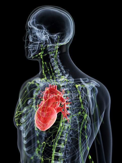 Corpo maschile astratto con sistema linfatico visibile e cuore, illustrazione al computer . — Foto stock