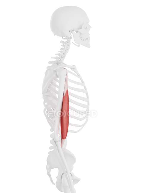 Parte do esqueleto humano com detalhe vermelho músculo bíceps braquial, ilustração digital . — Fotografia de Stock