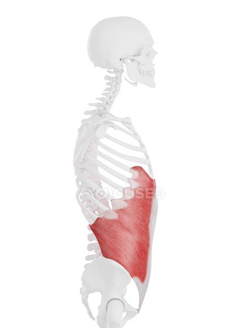 Человеческий скелет с подробным красным внешним косой мышцей, цифровая иллюстрация . — стоковое фото