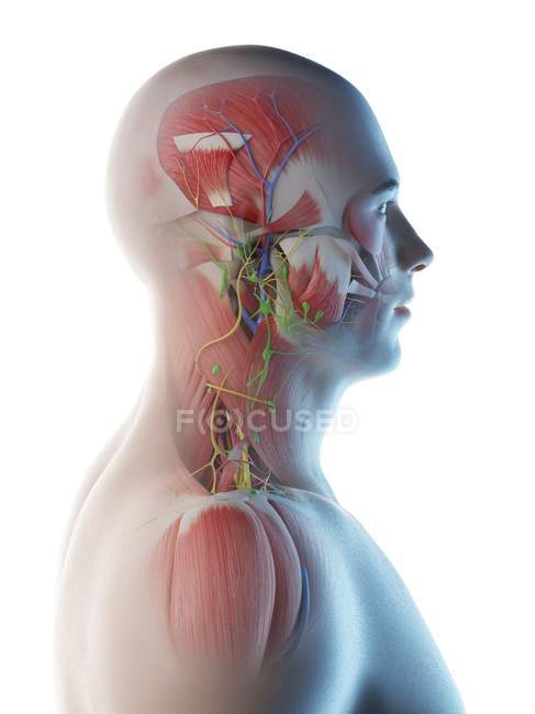 Anatomia e musculatura da cabeça e pescoço masculinos, ilustração digital
. — Fotografia de Stock