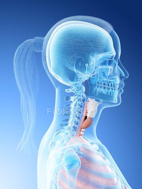 Жіноче тіло, що показує анатомію горла, комп'ютерна ілюстрація . — стокове фото