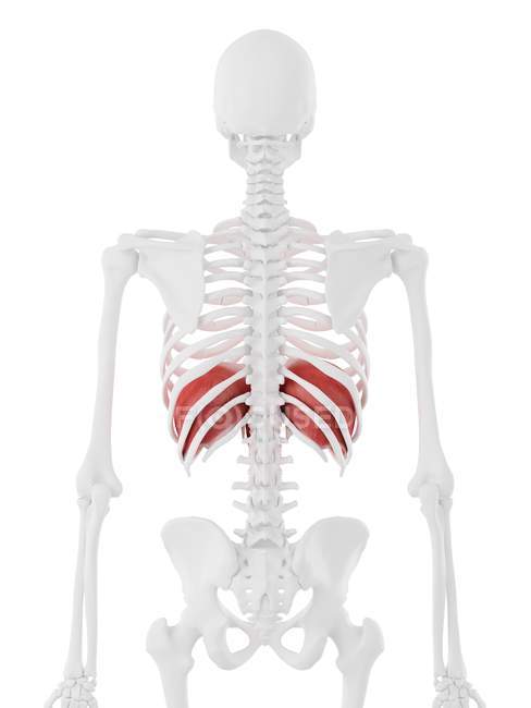 Diaphragme dans le corps du squelette humain, illustration numérique . — Photo de stock