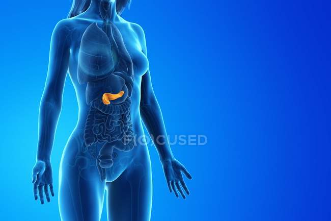 Páncreas coloreado en modelo femenino anatómico, ilustración digital . - foto de stock