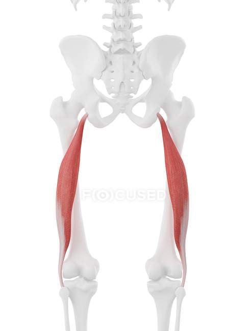 Parte scheletro umano con dettagliato muscolo rosso Biceps femoris longus, illustrazione digitale . — Foto stock