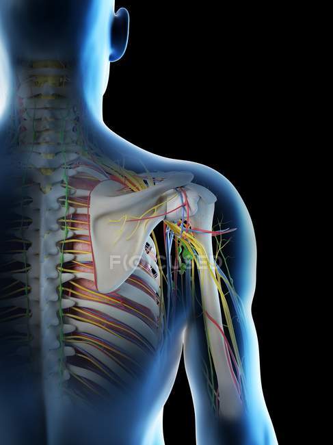 Anatomie der männlichen Schulter, digitale Illustration. — Stockfoto