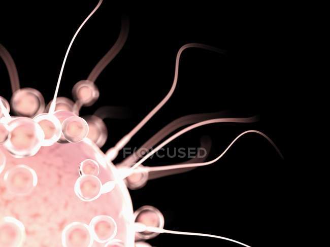 Розмноження яєчної клітини сперматозоєю, цифрова ілюстрація . — стокове фото