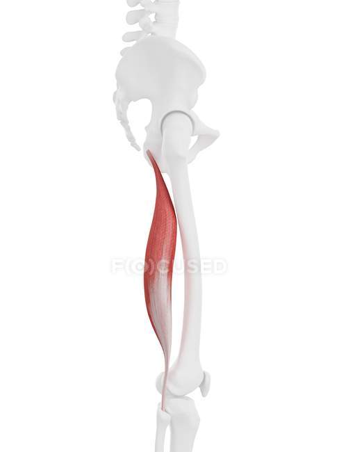Parte do esqueleto humano com detalhada vermelho bíceps femoris músculo longo, ilustração digital . — Fotografia de Stock