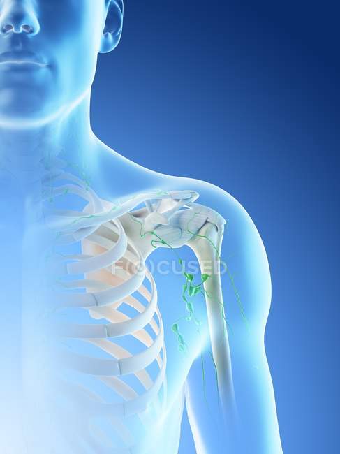 Ganglios linfáticos del hombro masculino, ilustración por ordenador
. - foto de stock