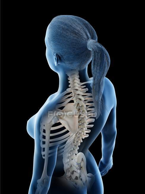 Female back and neck anatomy and skeletal system, computer illustration. — Stock Photo