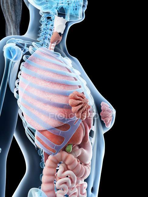 Human body model showing female anatomy with internal organs, digital 3d render illustration. — Stock Photo
