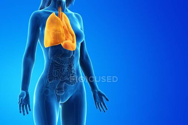 Weibliches anatomisches Modell mit gelb gefärbten und sichtbaren Lungen, Computerillustration. — Stockfoto
