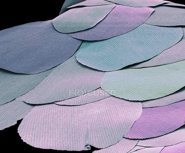 Micrografo elettronico a scansione colorata di scale da insetti pesci d'argento fossili viventi . — Foto stock