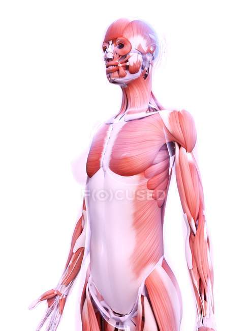 Realistische Struktur der weiblichen Muskulatur, digitale Illustration. — Stockfoto