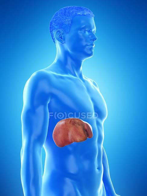 Анатомія печінки в силуеті чоловічого тіла, цифрова ілюстрація . — стокове фото