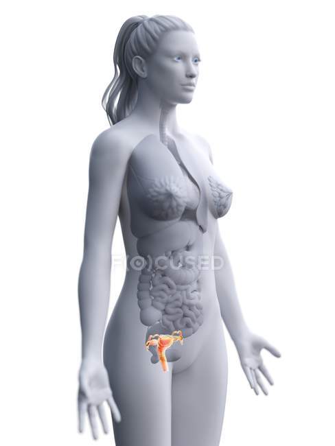 Cuerpo femenino abstracto con útero visible, ilustración digital
. - foto de stock