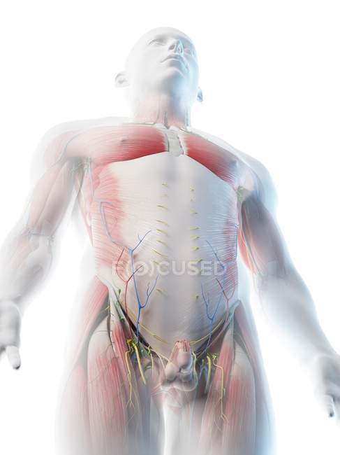 Чоловіча верхня анатомія тіла і мускулатура, комп'ютерна ілюстрація . — стокове фото
