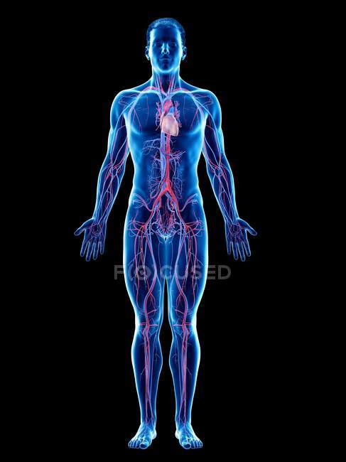 Cuerpo masculino con sistema vascular visible, ilustración por ordenador . - foto de stock