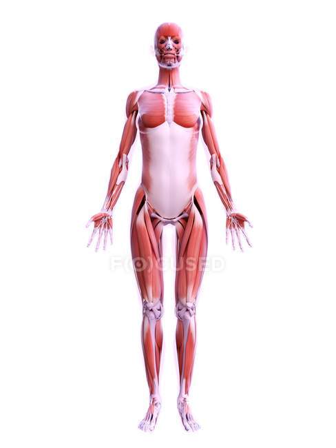 Structure réaliste de la musculature féminine, illustration numérique . — Photo de stock