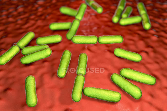 Grün gefärbte probiotische stabförmige grampositive aerobe Bakterien des Bazillus clausii, die die Mikroflora des Darms wiederherstellen. — Stockfoto