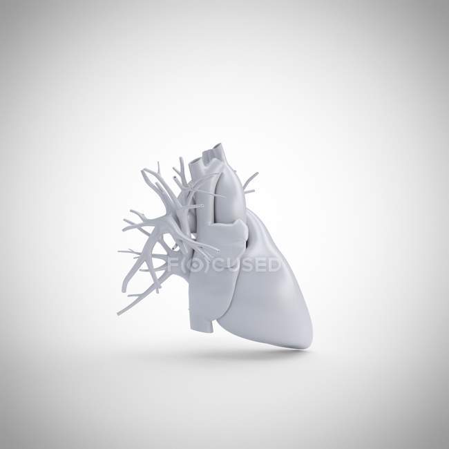 Сіра модель людського серця на білому тлі, комп'ютерна ілюстрація. — стокове фото