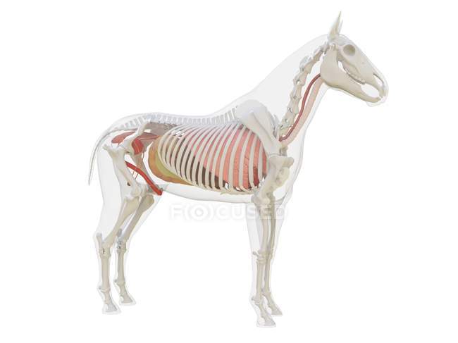 Anatomía del caballo y sistema esquelético, ilustración por ordenador
. - foto de stock