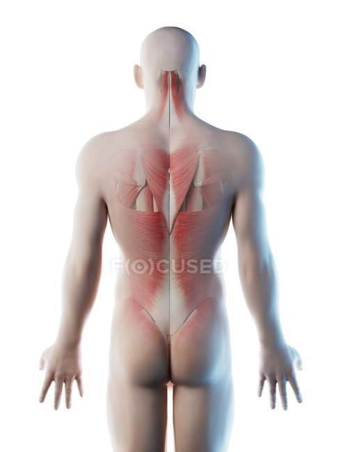 Cuerpo masculino con músculos de la espalda, ilustración por ordenador . - foto de stock