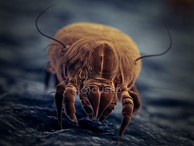Пылевые клещи, микроскопическая цифровая иллюстрация . — стоковое фото
