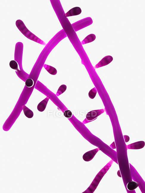 Funghi trichophyton su sfondo bianco, illustrazione digitale . — Foto stock