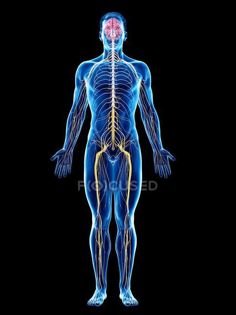 Système nerveux du corps masculin, illustration par ordinateur . — Photo de stock