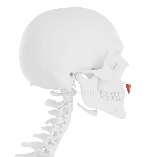 Menschlicher Schädel mit detailliertem roten Depressor-Septi-Nasi-Muskel, digitale Illustration. — Stockfoto