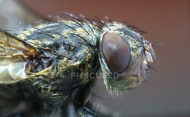 Foco seletivo da cabeça da mosca, macrofotografia. — Fotografia de Stock