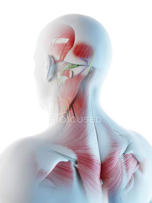 Muscles masculins de la tête et du cou, illustration informatique . — Photo de stock