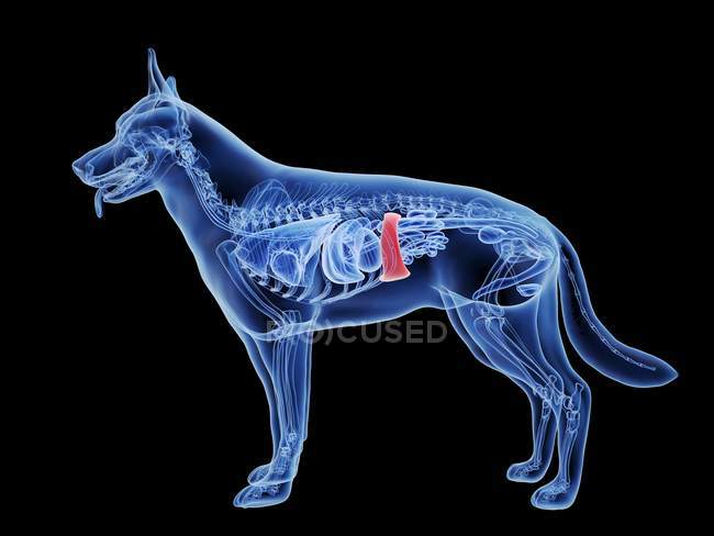 Silhueta de cão com baço de cor vermelha no fundo preto, ilustração digital . — Fotografia de Stock