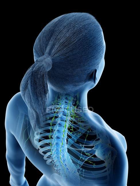 Corpo femminile che mostra scheletro e sistema linfatico, illustrazione digitale . — Foto stock