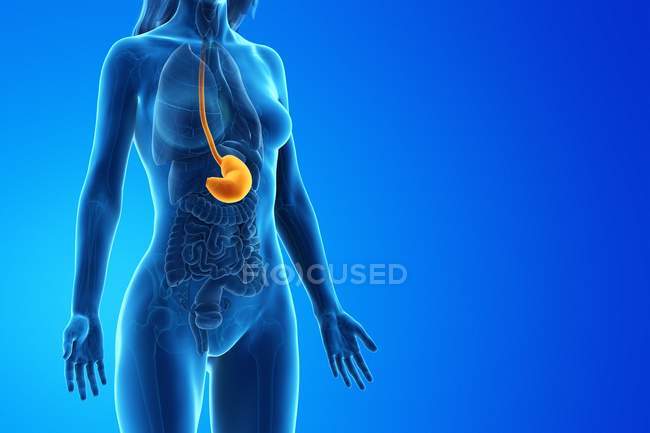 Абстрактне жіноче тіло 3d модель, що демонструє шлунок в анатомії людини, цифрова ілюстрація . — стокове фото