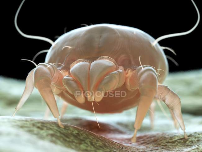 Dust mite parasite, microscopic digital illustration. — Stock Photo