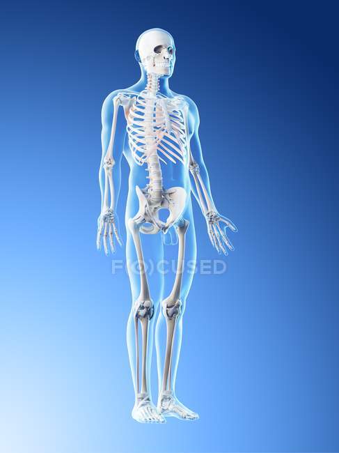 Esqueleto masculino y ligamentos en cuerpo transparente, ilustración por ordenador . - foto de stock