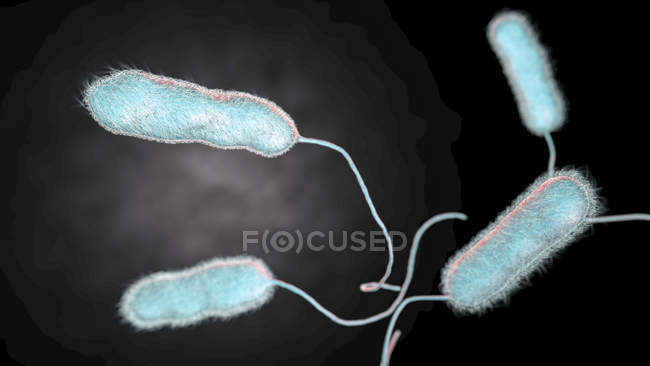 Ilustración digital de la bacteria Legionella pneumophila, causa de la enfermedad de Legionnaires . - foto de stock