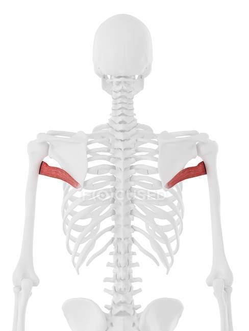 Modelo de esqueleto humano con músculo mayor detallado de Teres, ilustración por computadora . - foto de stock