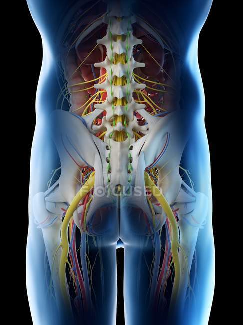 Male pelvis anatomy, digital illustration. — Stock Photo