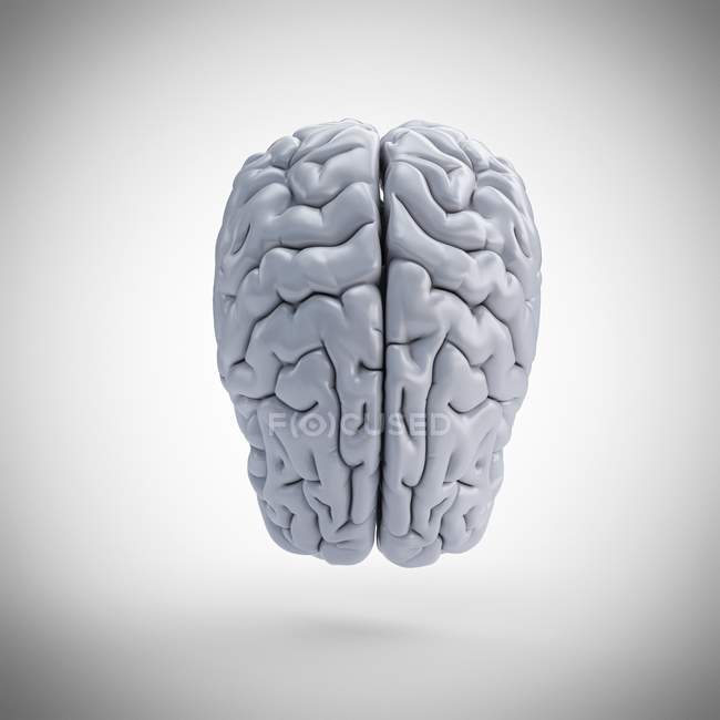 Weißes menschliches Hirnmodell auf einfachem Hintergrund, digitale Illustration. — Stockfoto