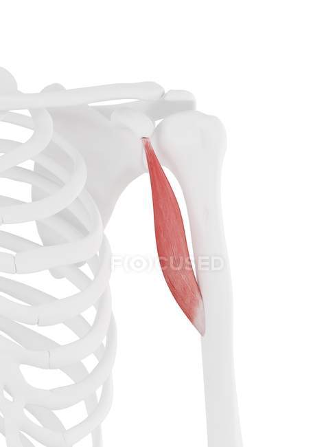 Menschliches Skelett mit detailliertem roten Coracobrachialis-Muskel, digitale Illustration. — Stockfoto