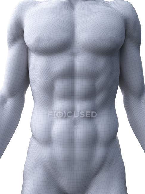 Rendu 3d masculin montrant les muscles abdominaux abdominaux, illustration de l'ordinateur . — Photo de stock