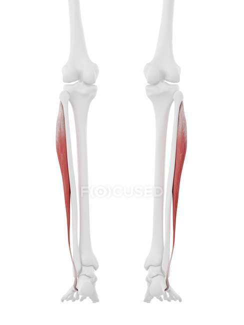 Esqueleto humano con músculo largo de color rojo Peroneus, ilustración digital
. — Stock Photo